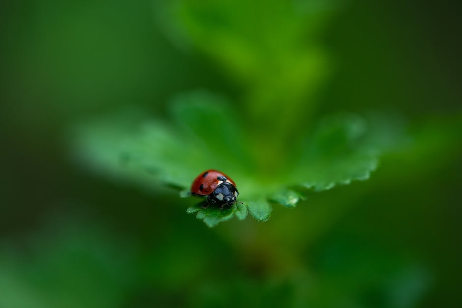  Neue Folgen Ladybug: Wann kommen sie?