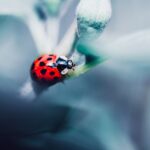 Neue Folgen von Ladybug: Wann?
