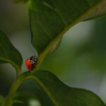 Neue Ladybug Folgen: Vorhänge auf für die nächste Staffel