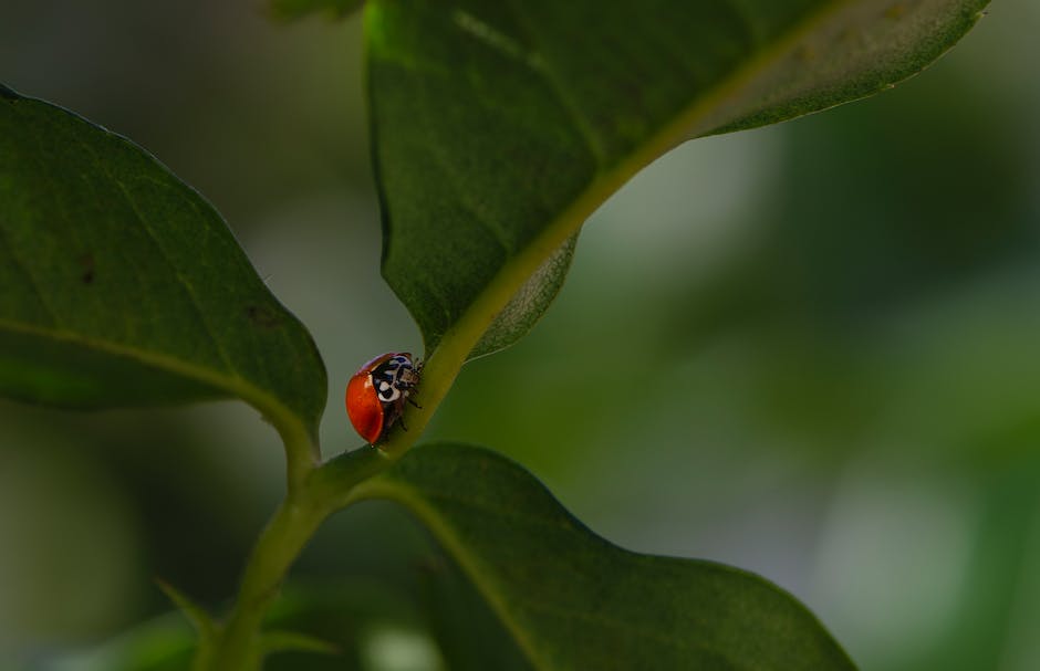 Neue Ladybug Folgen: Vorhänge auf für die nächste Staffel