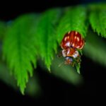 neue Ladybug Folgen: Wann sie erscheinen