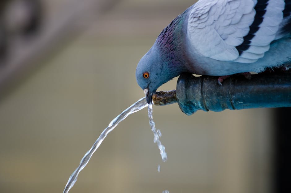  Bild zeigt den Titel '7 Vögel Wild' - wann kommt die nächste Folge?